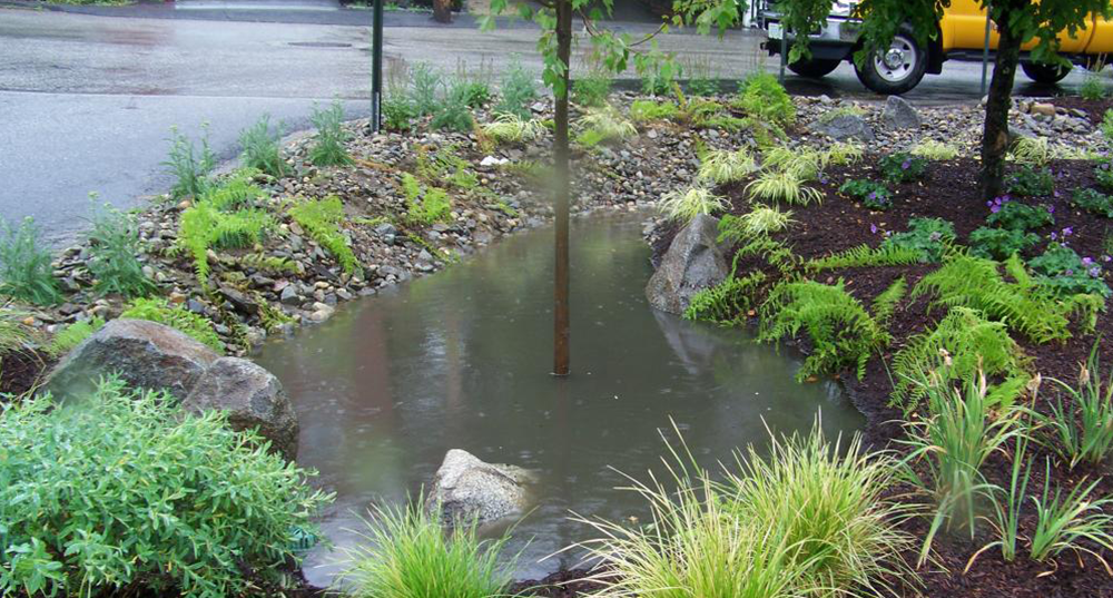 A flooded vegetated buffer, surrounded by pavement, to filter stormwater