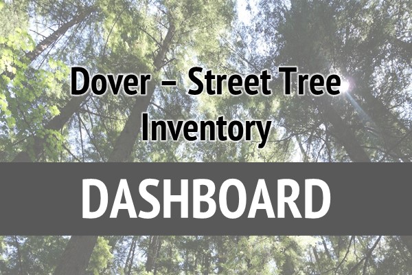Dover Street Tree Inventory Dashboard thumbnail